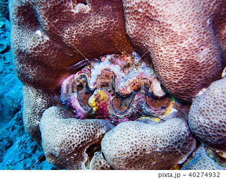 美しい外套膜を見せるヒレシャコガイ Scalded Clam パラオの写真素材