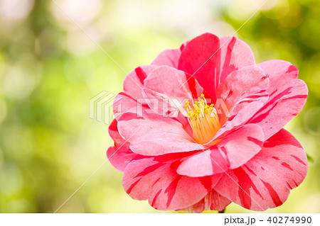 ツバキ・鶏の子 ツバキ・鶏の子 40274990