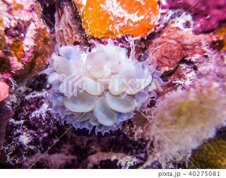 サンゴ礁の急な斜面に生息するミズタマサンゴ Bubble Coral パラオ 夜間の写真素材