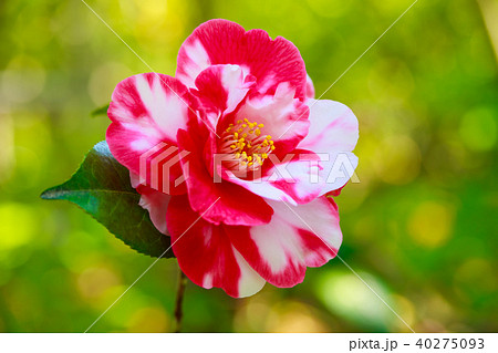 ツバキ・岩根絞 ツバキ・岩根絞 40275093