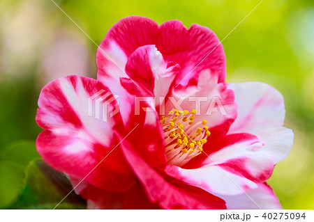 ツバキ・岩根絞 40275094