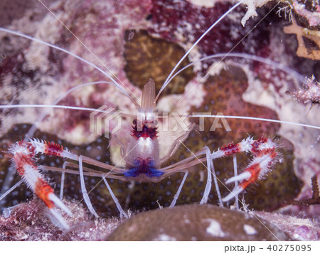 サンゴ礁の窪みから威嚇するオトヒメエビ (Banded coral shrimp)。パラオ サンゴ礁の窪みから威嚇するオトヒメエビ (Banded coral shrimp)。パラオ 40275095