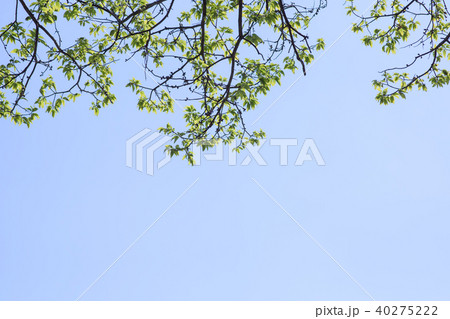 空 背景 葉 40275222