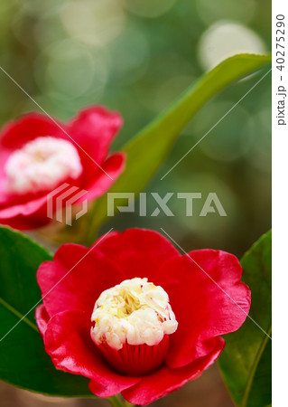 ツバキ・卜伴 40275290