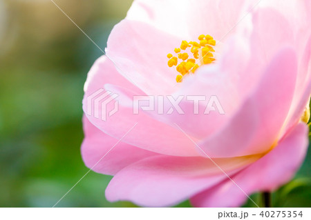 ツバキ・椿山 40275354