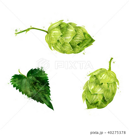 Hop on white background. Watercolor illustration Hop on white background. Watercolor illustration 40275378