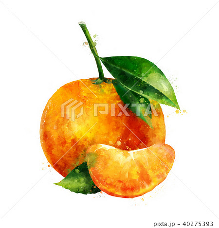 Mandarin on white background. Watercolor illustration 40275393