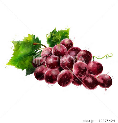 Red grapes on white background. Watercolor illustration 40275424