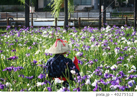 水郷潮来あやめまつり あやめ娘 水郷潮来あやめまつり あやめ娘 40275512