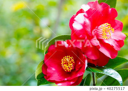 ツバキ・紋繻子 40275517