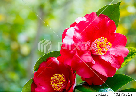 Camellia - Stock Photo [40275518] - PIXTA