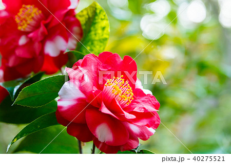 ツバキ・紋繻子 ツバキ・紋繻子 40275521