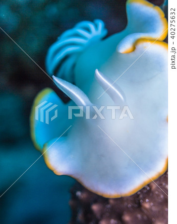 メレンゲウミウシ( Ardeadoris egretta Rudman, 1984)。 パラオ 40275632