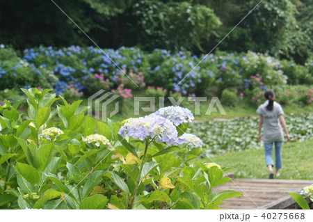 辰ノ口親水公園　あじさい園 40275668