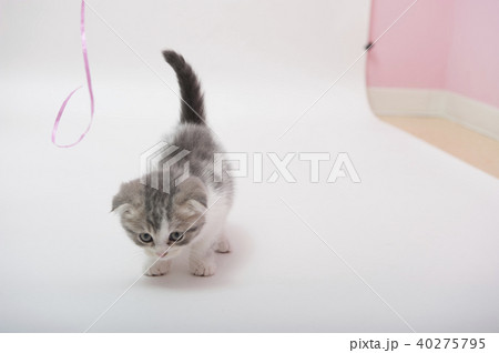 ねこ ねこ 40275795