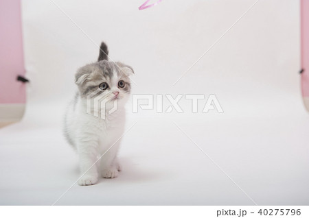 ねこ ねこ 40275796