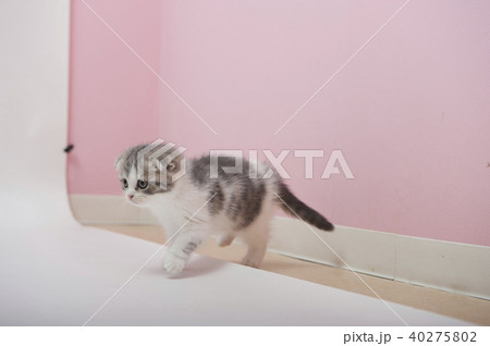 ねこ 40275802