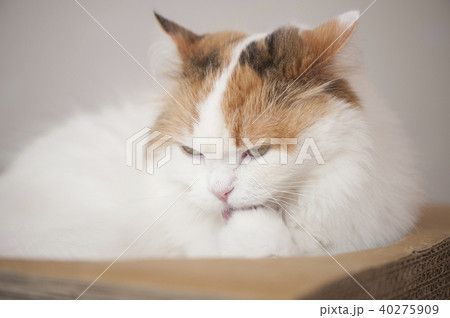ねこ ねこ 40275909