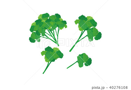 カット野菜パセリ 40276108