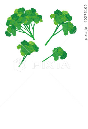 カット野菜パセリ 40276109