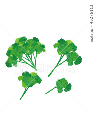 カット野菜パセリ 40276113