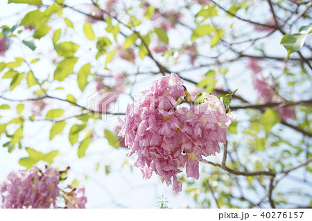 タイの桜、モモイロノウゼン、キダチベニウゼン、ピンクテコマ、チョンプー・パンティップ 40276157
