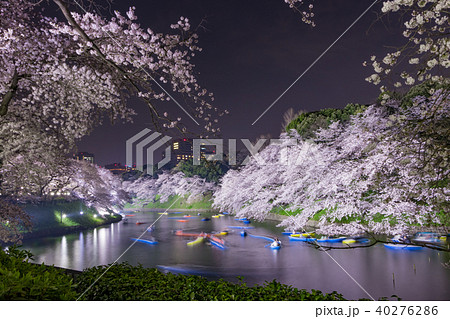 東京千鳥ヶ淵の夜桜 40276286