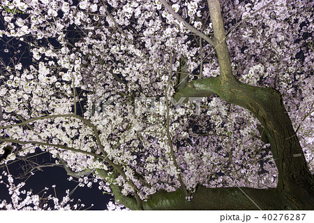 東京千鳥ヶ淵の夜桜 東京千鳥ヶ淵の夜桜 40276287