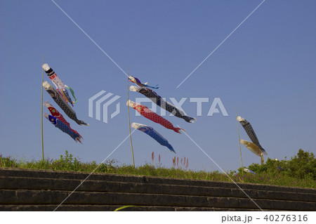 吉野川の河川敷の鯉のぼり 奈良県五條市五條の写真素材