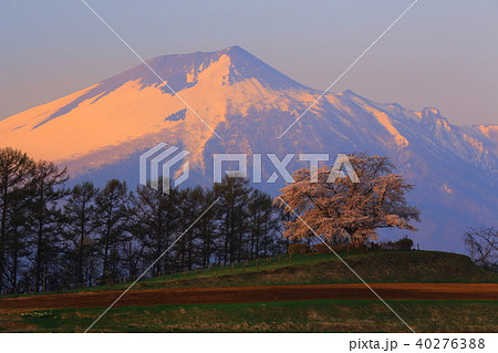 岩手山と一本桜 40276388