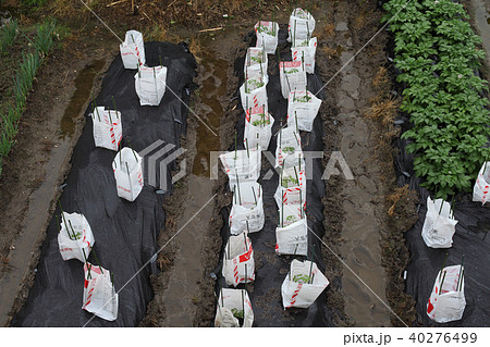 穀雨、春雨 40276499