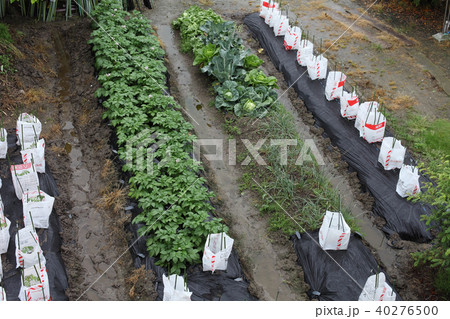 穀雨、春雨 穀雨、春雨 40276500