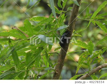 ヤナギの木とヒメオオクワガタの雄 ( 2017年秋 岐阜県飛騨地方 ) 40276554