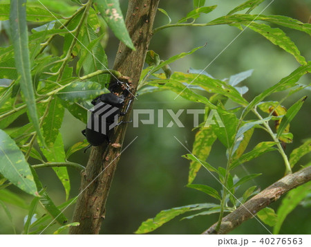 ヤナギの木とヒメオオクワガタの雄 ( 2017年秋 岐阜県飛騨地方 ) 40276563