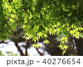 新緑 40276654
