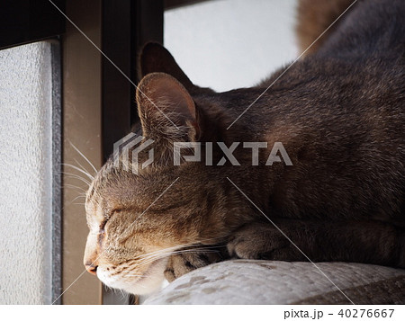 猫　ネコ 40276667