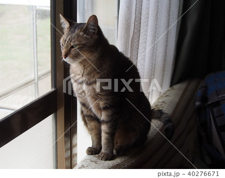猫 ネコ 猫 ネコ 40276671