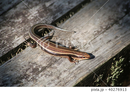 ヒガシニホントカゲ 40276913