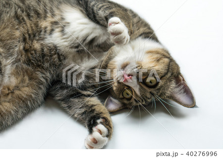 The dark cat i.s lying on the floor in the house The dark cat i.s lying on the floor in the house 40276996