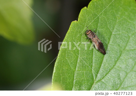 生き物　昆虫　ヒシモンナガタマムシ、上翅後方の濃縮部分が菱形。これで他種との見分けは簡単のはず・・・ 40277123