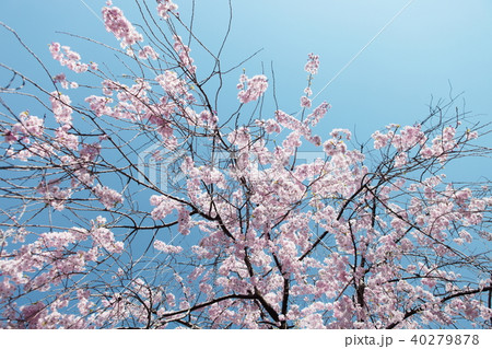 桜 桜 40279878