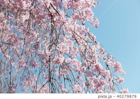 桜 桜 40279879