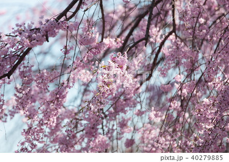桜 桜 40279885
