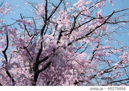 桜 桜 40279886