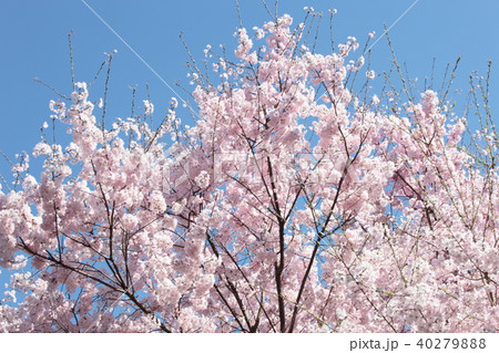 桜 桜 40279888