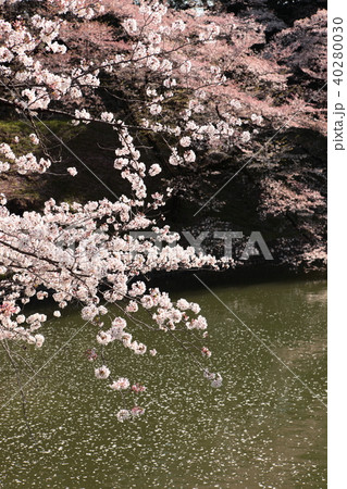 千鳥ヶ淵の桜 千鳥ヶ淵の桜 40280030