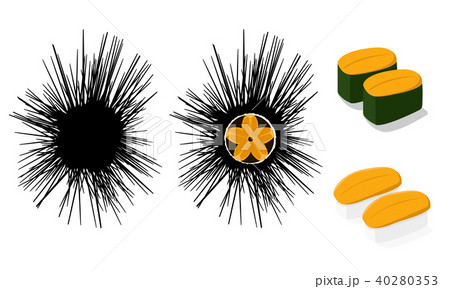 Raw Urchin and Uni sushi isolated on white, vector 40280353