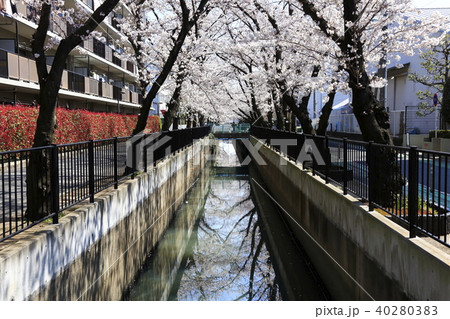 埼玉県戸田市の風景 新曽南の桜 埼玉県戸田市の風景 新曽南の桜 40280383
