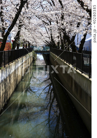 埼玉県戸田市の風景 新曽南の桜 埼玉県戸田市の風景 新曽南の桜 40280385