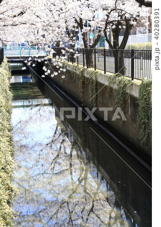 埼玉県戸田市の風景　新曽南の桜 40280391